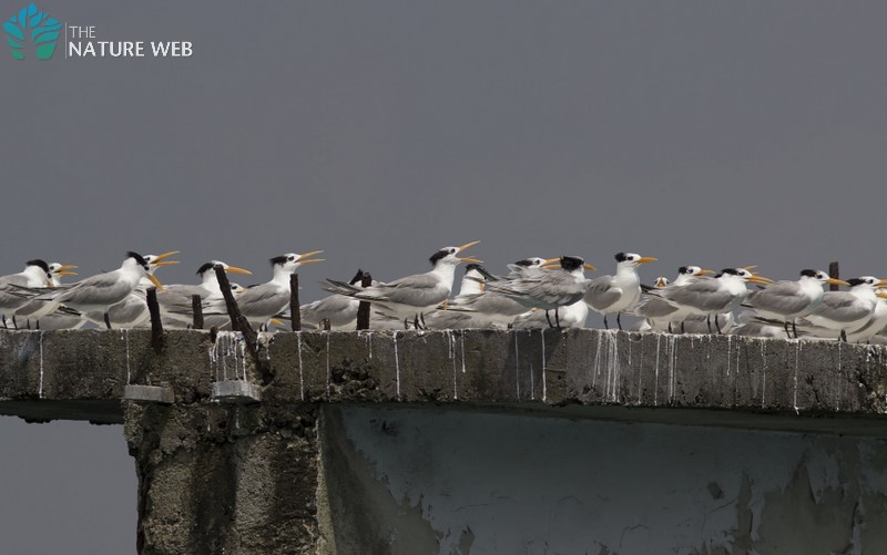 Lesser Crested Tern